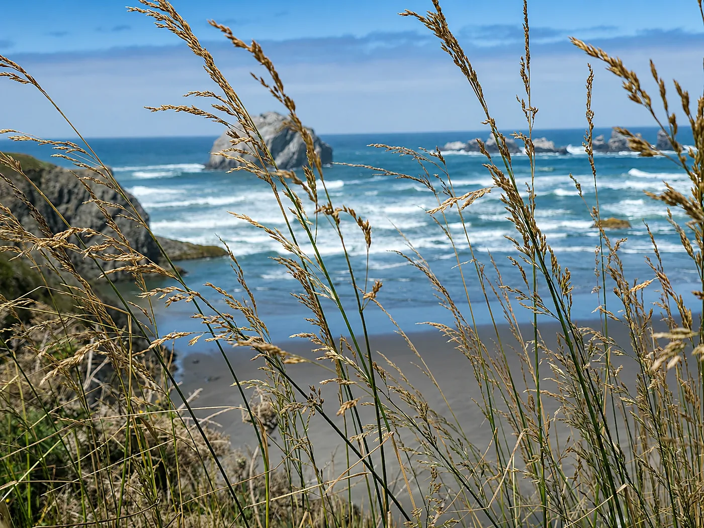 Ornamental grasses in a coastal landscape bed