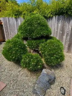 Coastal garden pruning & maintenance