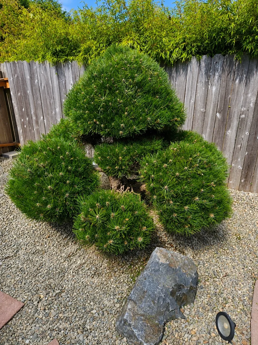 Cloud-pruned coastal garden maintained by SeaBreeze in Bandon