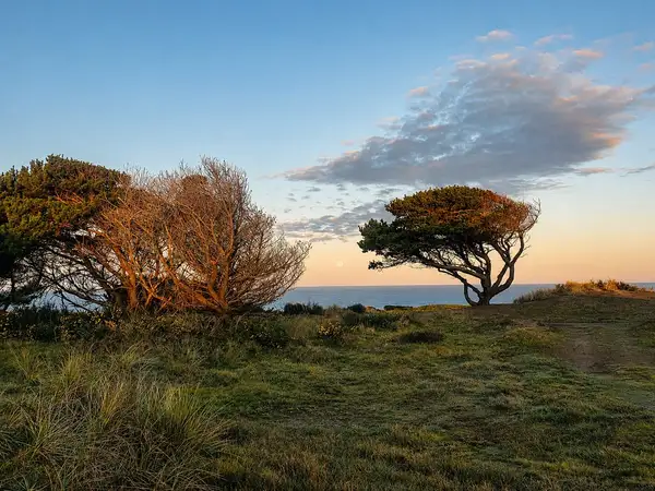 Windswept coastal trees at sunset near Bandon, Oregon