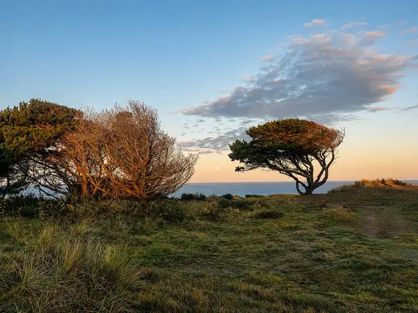 Windswept coastal trees at sunset near Bandon, Oregon