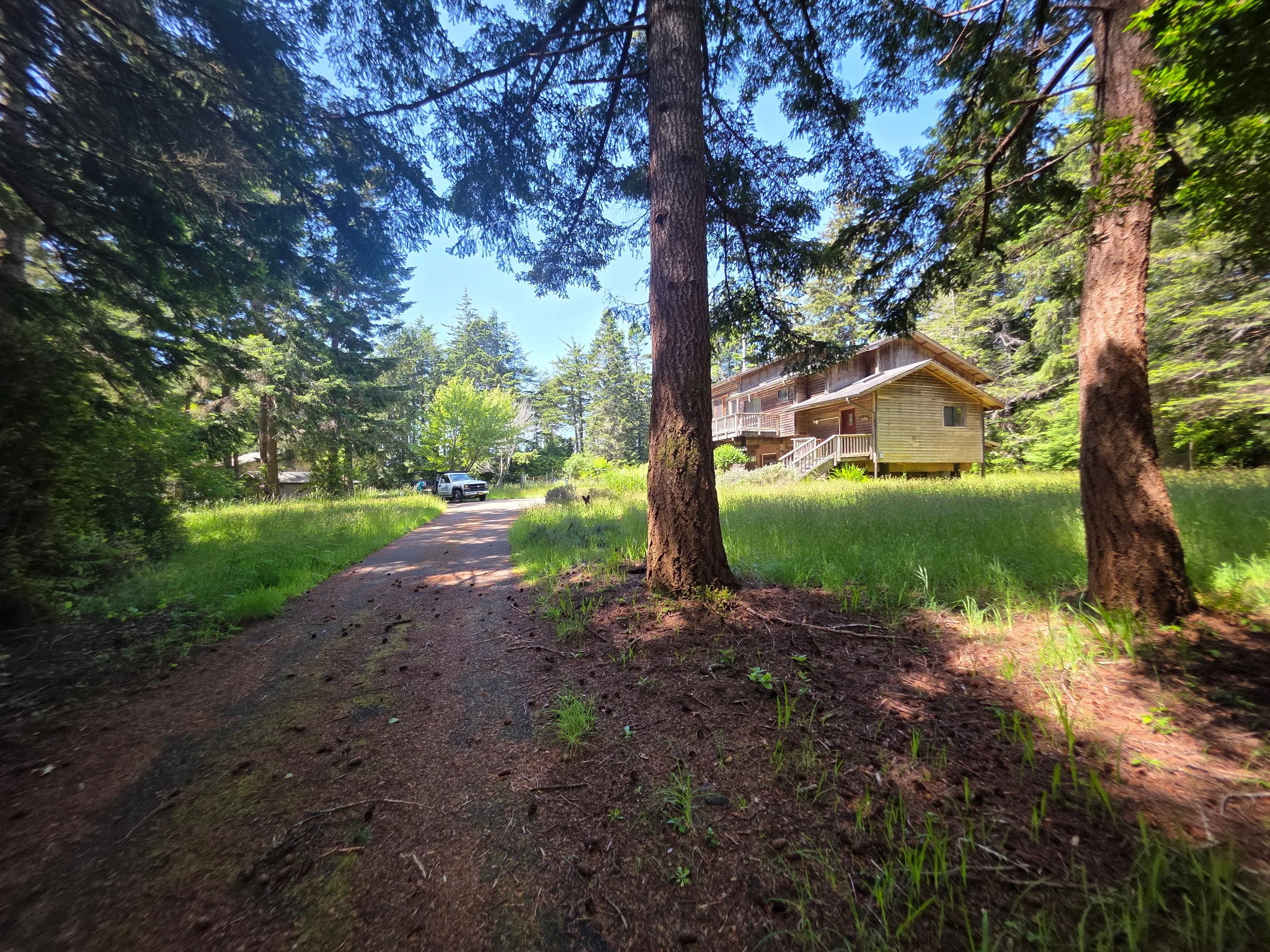 Overgrown forested driveway to a weathered cabin before SeaBreeze cleared it