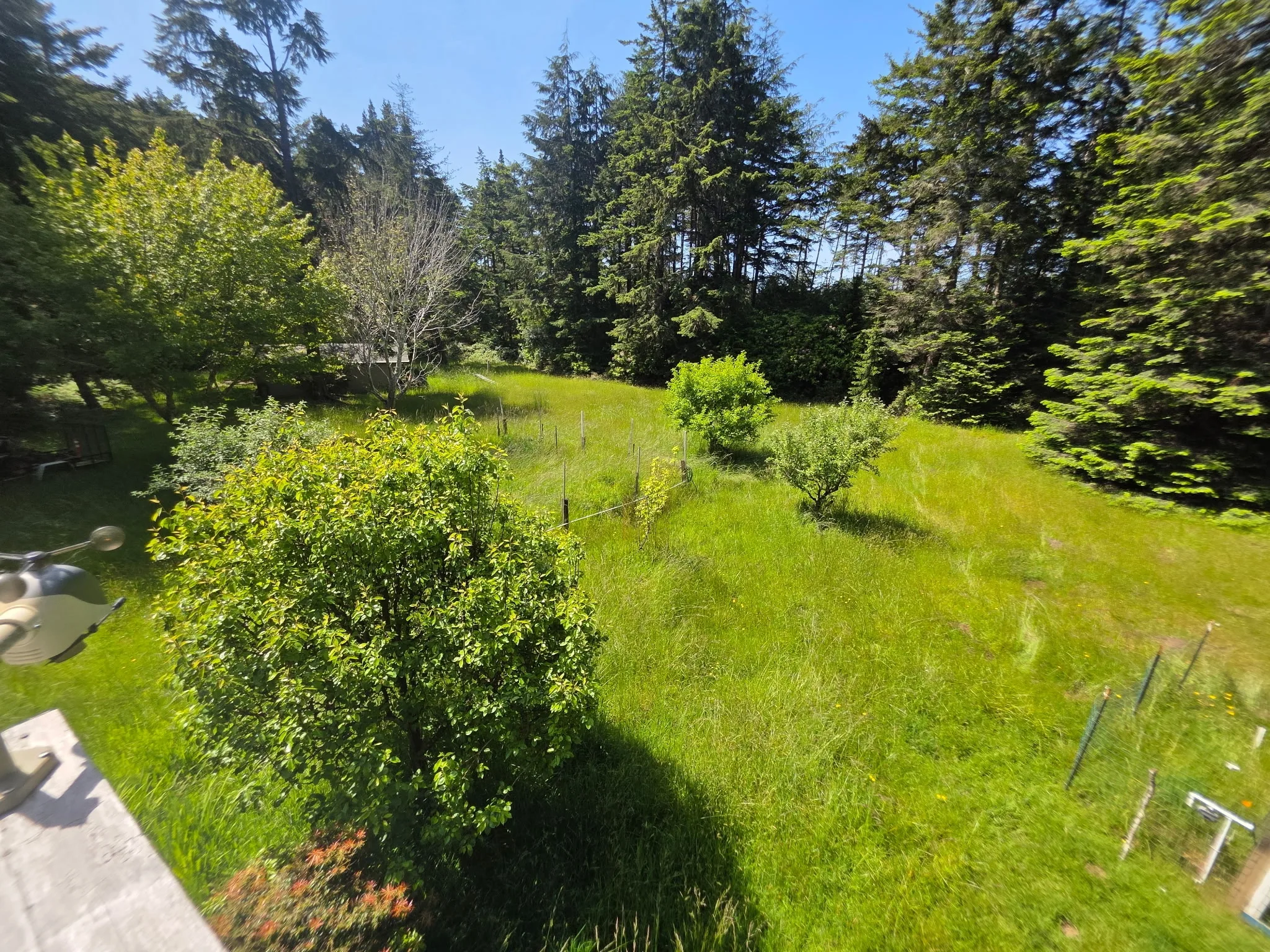 Overgrown back orchard and meadow before cleanup