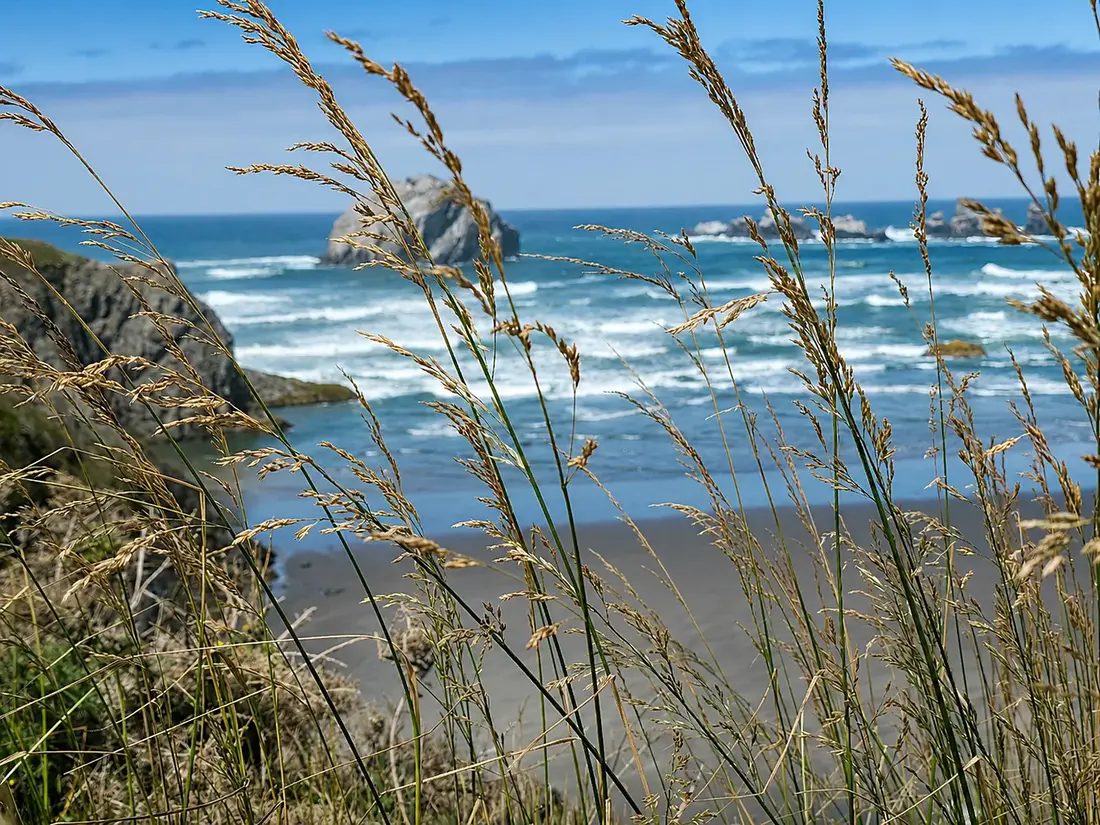Beach grasses over the surf near Bandon, Oregon